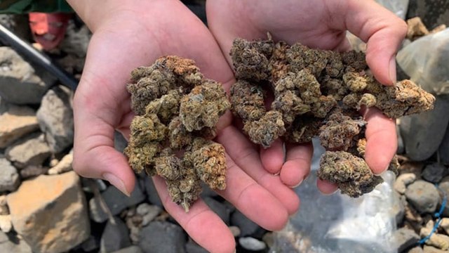 Phát hiện 17 túi thảo mộc khô nghi là ma túy trôi dạt vào bờ biển Quảng Ngãi | VTC Now