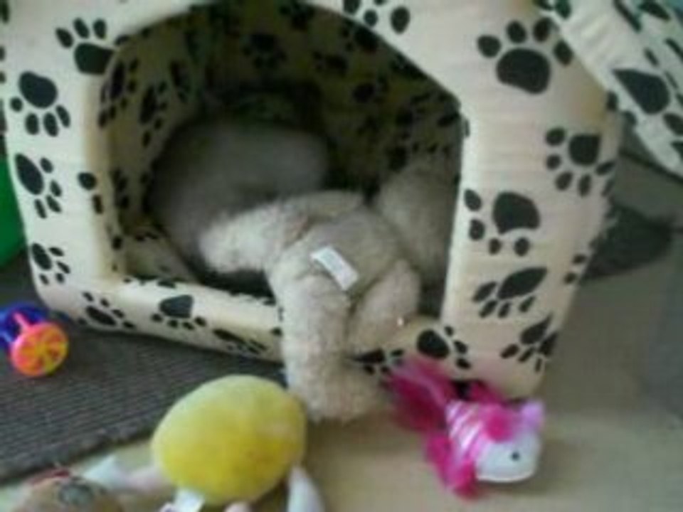 Dickson et ses peluches