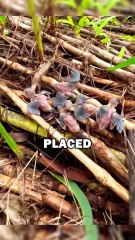 RAISING BABY BIRDS! 🥹 #animalstories #animals #animalrescue #cute