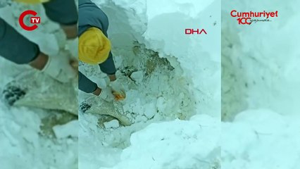 Malatya'da 'soğuk' can aldı 100 küçükbaş donarak öldü