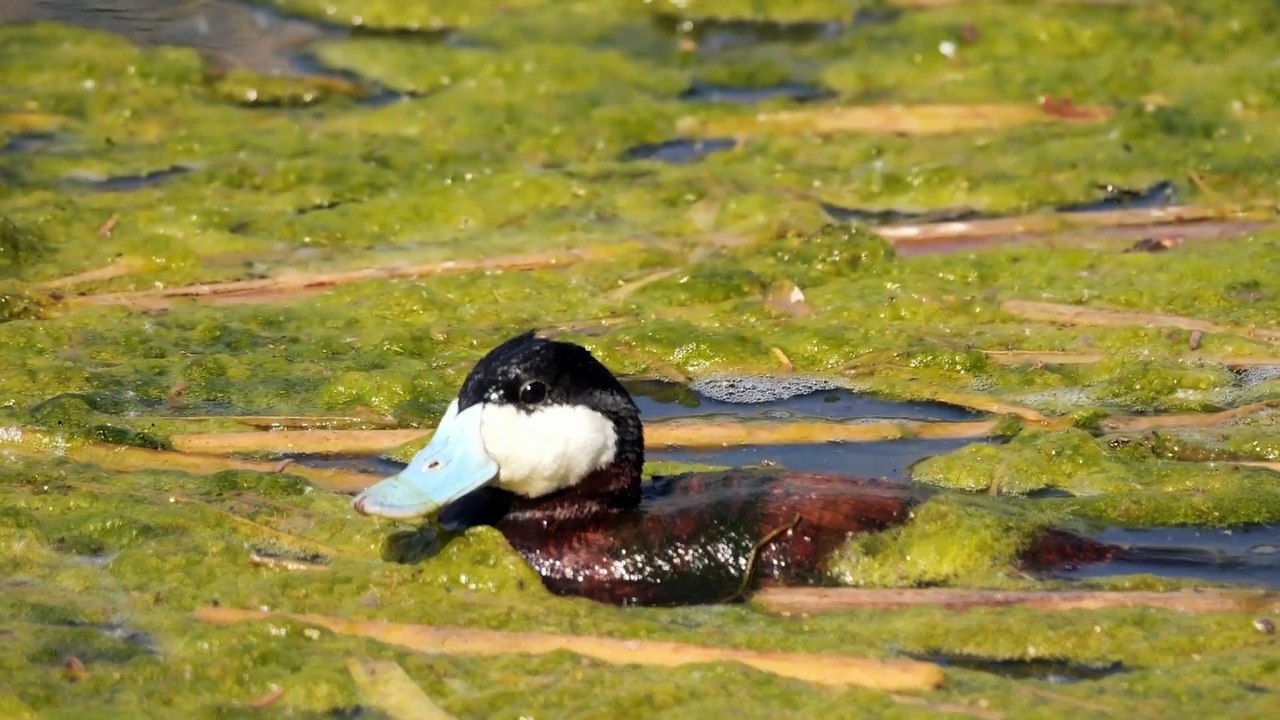 The Ruddy Duck: Close Up HD Footage (Oxyura jamaicensis)