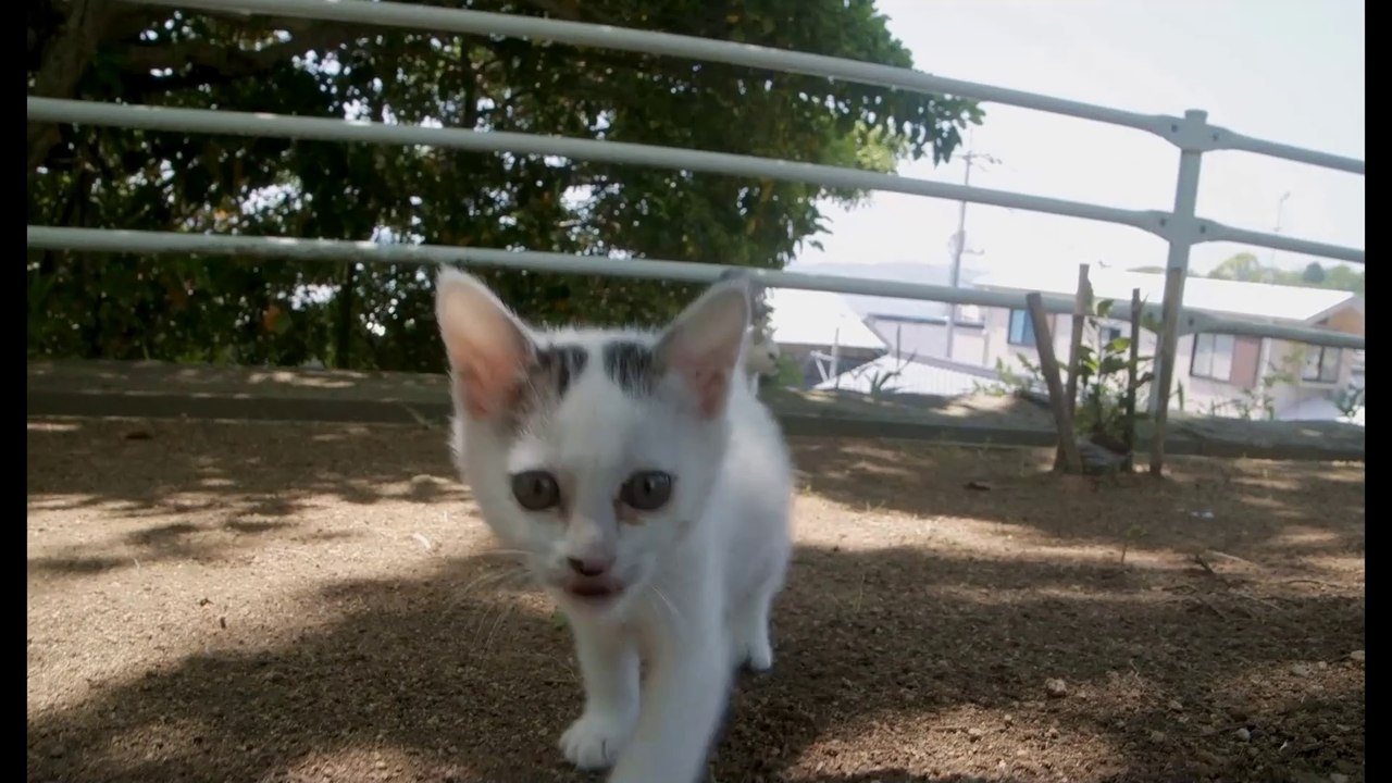 Die Katzen vom Gokogu-Schrein - Trailer (Deutsche UT) HD