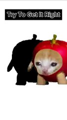 Apple Cat Happy Happy - Cat Comedy