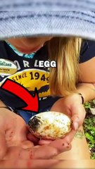 CROCODILE EGG HATCHES! #animals #animalrescue #animalstories #shorts