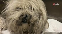 Le toilettage change la vie d’un chien errant rempli de dreadlocks