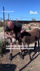 Ils font craquer nos animaux, c'est dangereux ?