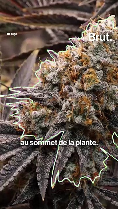 Zoom sur le chanvre