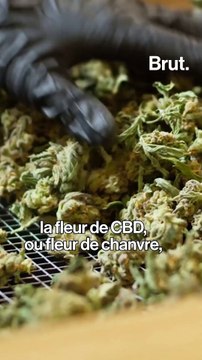Voici comment la fleur de CBD peut être consommée