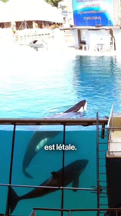 Inouk, l'orque emblématique de Marineland est morte