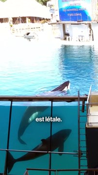 Inouk, l'orque emblématique de Marineland est morte
