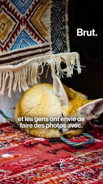 Pourquoi les fennecs de compagnie inquiètent ?
