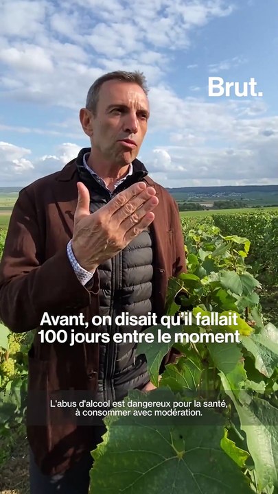 L'impact du dérèglement climatique sur sur l'élaboration du champagne