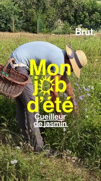 Mon job d'été : cueilleur de jasmin