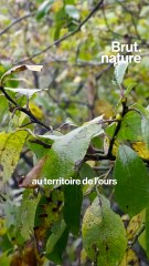 L'œil animal : sur la piste de l'ours avant son hibernation dans les Pyrénées