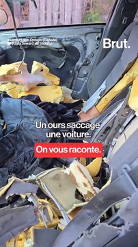 Quand un ours monte dans une voiture pour faire une petite sieste