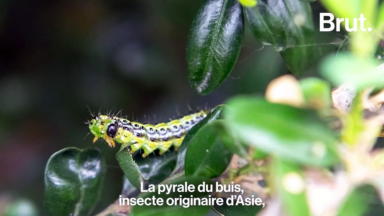 Pourquoi les arbres meurent en France ?
