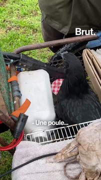 Depuis 15 mois, il marche avec ses animaux à travers la France