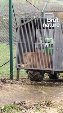 Trois lions sauvés des bombardements en Ukraine