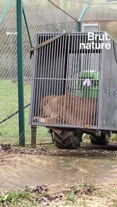 Trois lions sauvés des bombardements en Ukraine