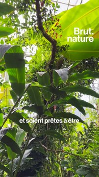 Cette botaniste ressuscite des espèces de plantes éteintes