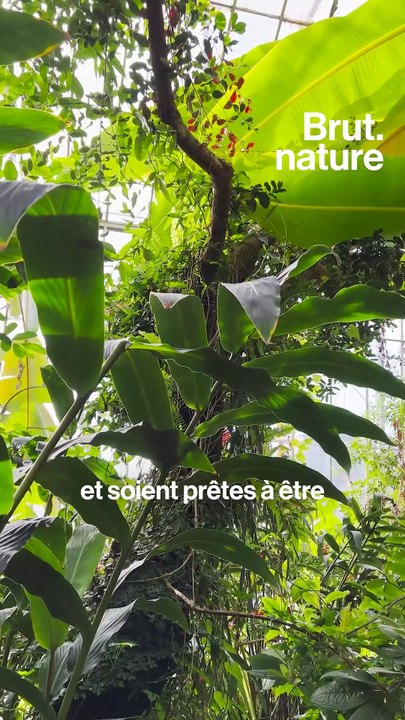 Cette botaniste ressuscite des espèces de plantes éteintes