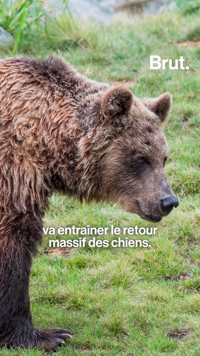 Face aux loups, ces chiens font-ils le poids ?