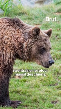 Face aux loups, ces chiens font-ils le poids ?