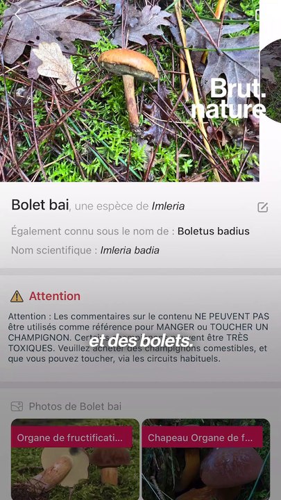 On a testé les applications pour reconnaître les champignons mortels
