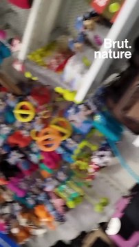 Où en est la loi interdisant la vente de chiens et de chats dans les animaleries ?