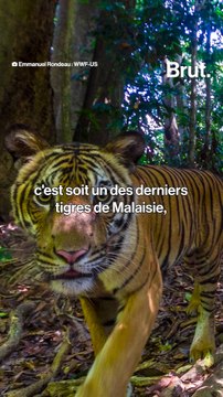 Voici l’un des derniers tigres sauvages encore vivants de Malaisie