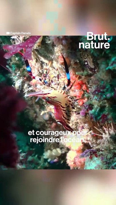 Des forêts sous la mer