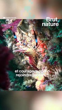 Des forêts sous la mer