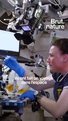 Le tardigrade, l'animal "indestructible"