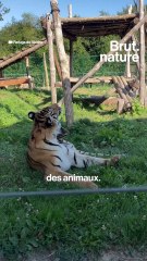 Que deviennent les deux tigresses rescapées d'Ukraine ?