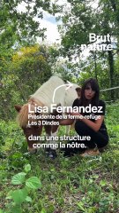 La dure réalité des déserts vétérinaires en France