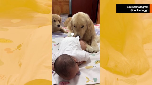 Hulvaton video: koira epämukavana vauvan pierun takia
