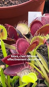 Enzo et ses plantes carnivores