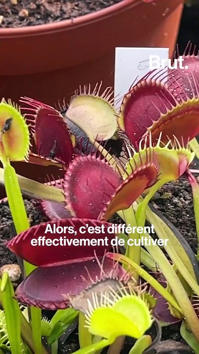 Enzo et ses plantes carnivores