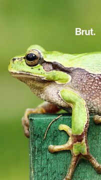 Les docs nature : Canal géant entre Lille et Paris, pourquoi faire ?
