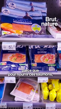 Élevage terrestre de saumon : quels risques ?