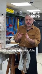 Recréer un dodo, le défi du taxidermiste du Muséum national d'histoire naturelle