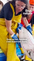 Ils essaient de sauver le plus gros poisson migrateur d'Europe