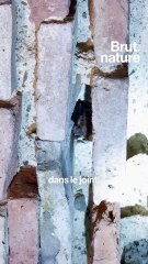 Ces chauves-souris vivent dans une forteresse