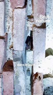 Ces chauves-souris vivent dans une forteresse