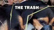 PUPPY THROWN AWAY! #animals #animalrescue #cuteanimals #animalstories #shorts