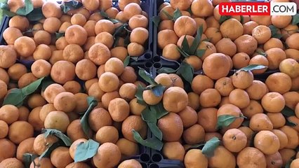 Almanya'da ihraç edilen mandalinalarda zehirli Chlorpyrifos-methyl tespit edildi