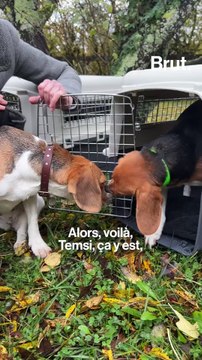 Pour la première fois, ces chiens vont goûter à la liberté