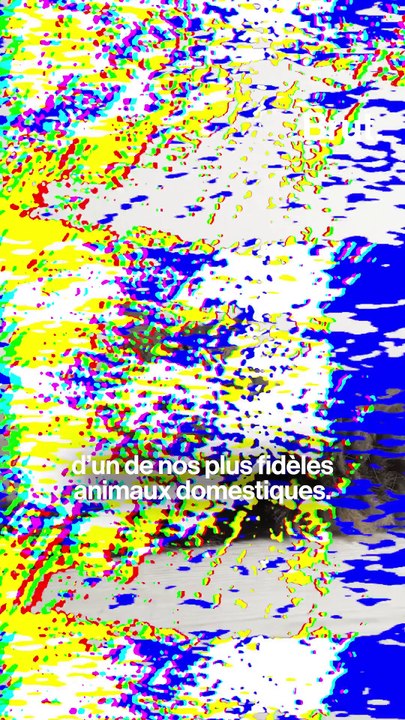 Comment le chat est devenu domestique ?