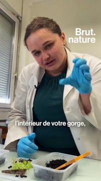 Les vers plats, carnivores et invasifs, menacent la France