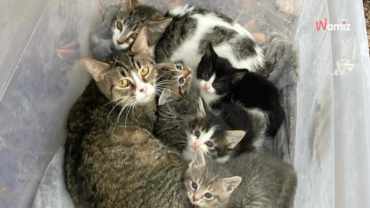 Familie sieht eine Plastikbox auf dem Parkplatz: Ihre Intuition gibt ihnen recht